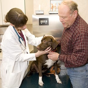 Dog Wellness Exam