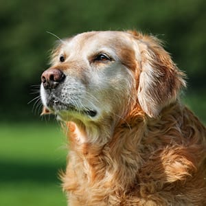 pet wellness care