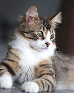 pet wellness care
