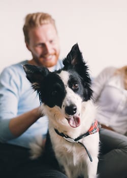 pet laser therapy