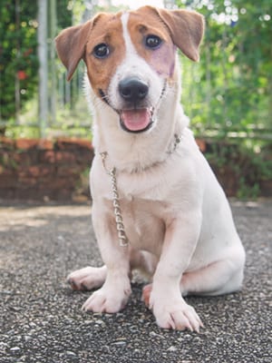 pet spay and neuter