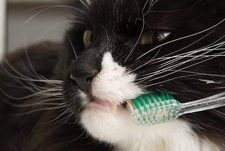 Cat and Dog Teeth Cleaning in Limerick, PA