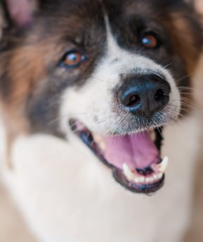 pet dental care