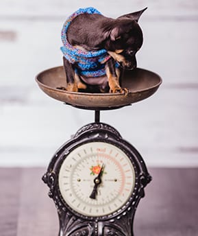 pet diagnostics