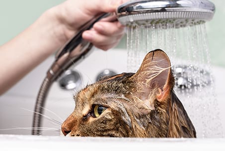 grooming cat