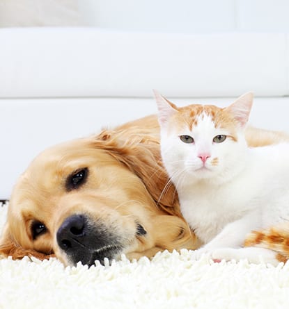 Cat and dog resting together