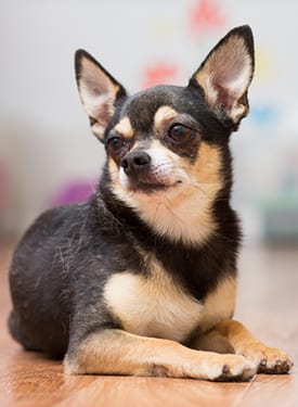 Dog relaxing during a mobile vet visit