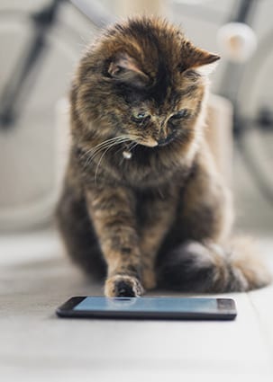 veterinary app