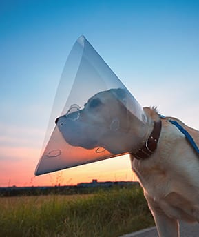 Dog wearing a cone after surgery