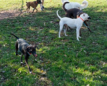 happy tails activity center