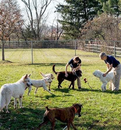 pet boarding