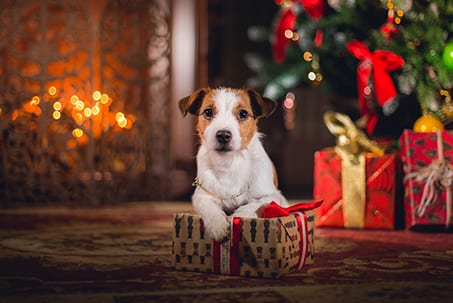 Dog Jack Russell Terrier at the Christmas tree, fireplace on a holiday