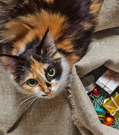 Cat near the sack with Christmas gifts