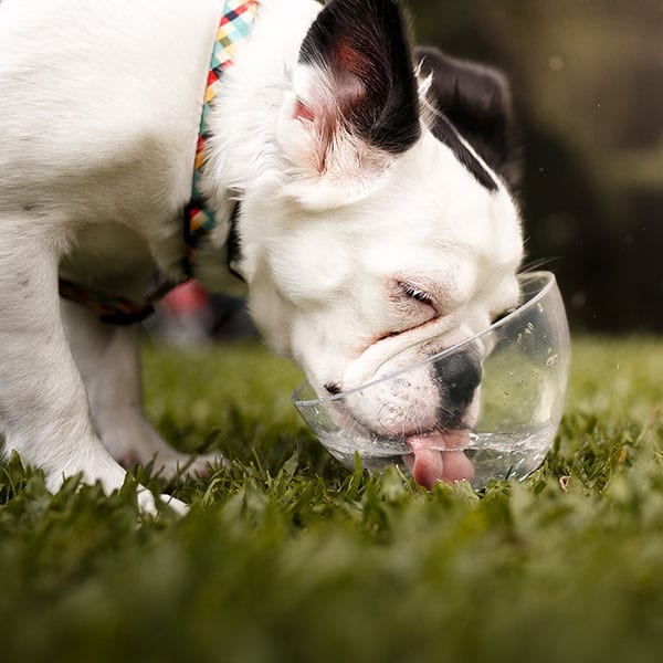 Dog drinking water in the summer heat
