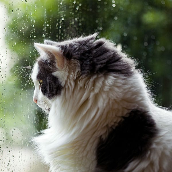 Cat safe inside during a summer thunderstorm