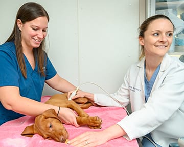 Dog Ultrasound in Limerick, PA