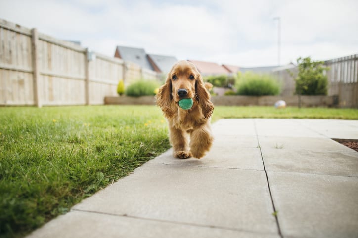 Dog Daycare in Limerick, PA