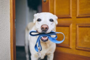 Dog Boarding in Limerick, PA