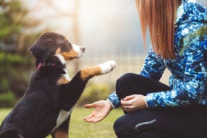 Puppy Training in Limerick, PA