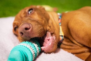 teeth-cleaning in in Limerick, PA