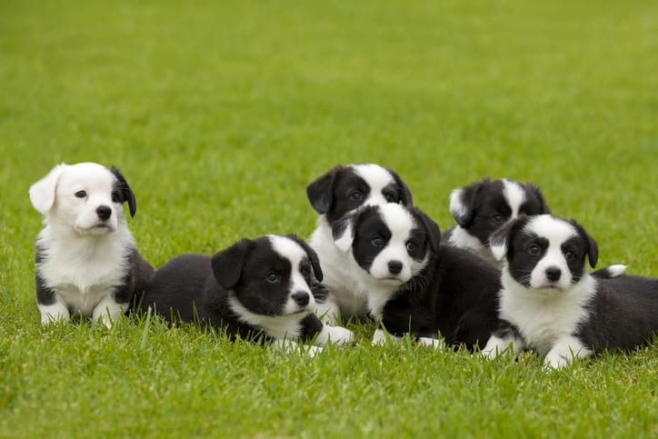 Dog Neuter in Limerick, PA