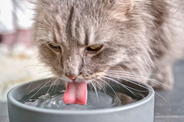 Cat Drinking a Lot of Water in Limerick, PA