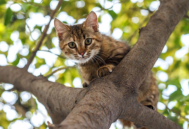 Cat Behavior in Limerick, PA