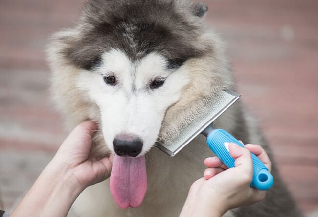 Dog Shedding in Limerick, PA