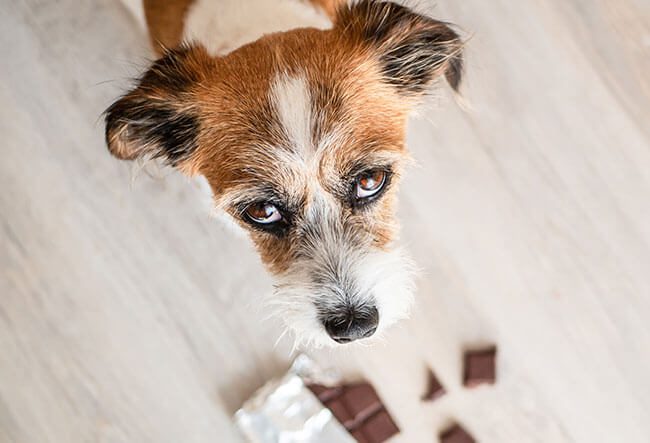 Can Dogs Eat Chocolate in Limerick, PA