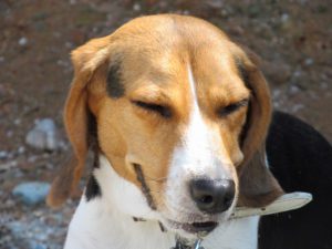 dog sneezing in limerick, pa