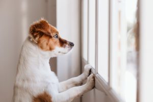 Dog Separation Anxiety in Limerick, PA