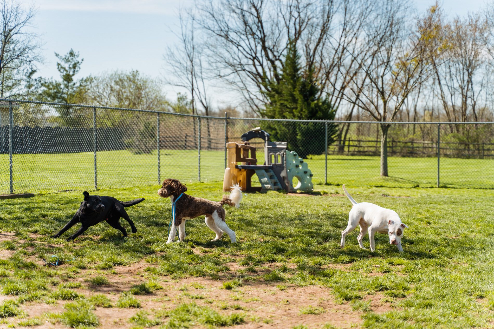 Dogs playing outside
