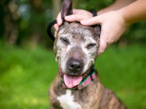 senior dog age in limerick, pa