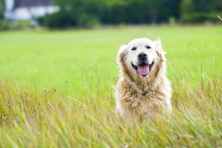 senior dog in limerick, pa