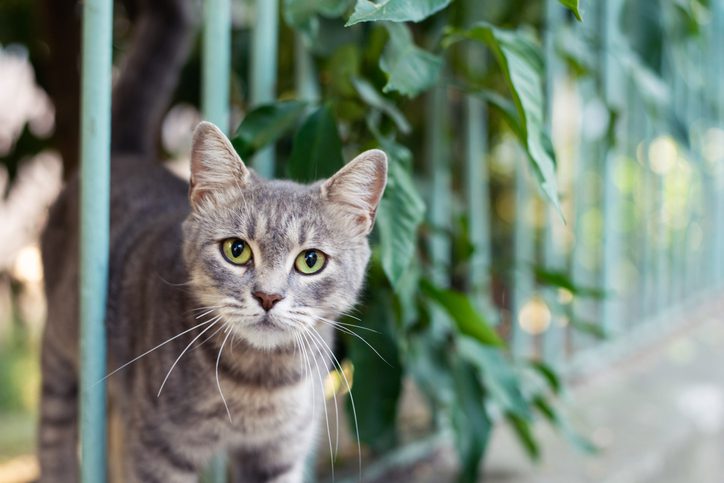 cat neutering in limerick, pa