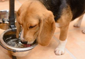 dog dehydration in limerick, pa