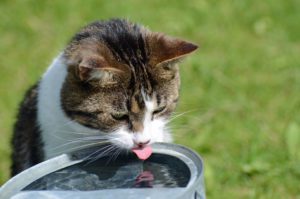 cat drinking water in the summer