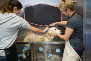 dog going through mange treatment