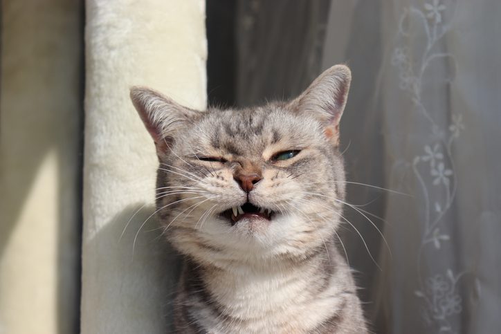 cat sneezing in limerick, pa