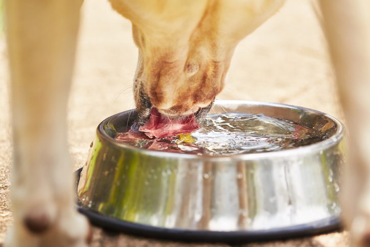 how much water should a dog drink in limerick, pa