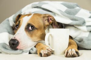 can dogs get colds