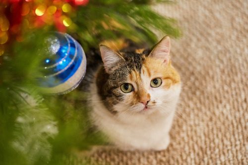 cat-looking-up-at-christmas-tree