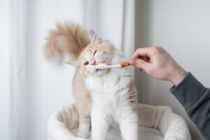 cat-getting-teeth-brushed-by-owner