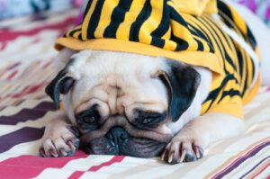 sad-dog-laying under-blankets