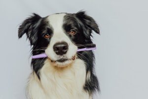 dog-holding-toothbrush-in-his-mouth