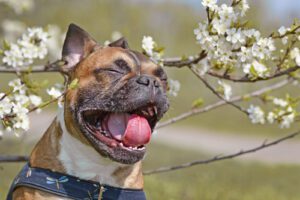 dog-yawning-with-tongue-out