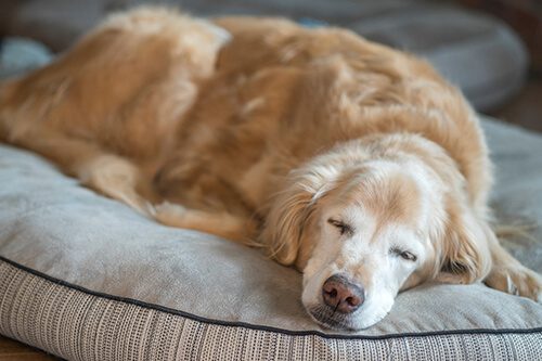 older dog laying in bed