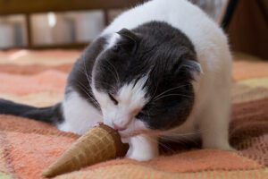 cat and chocolate cone