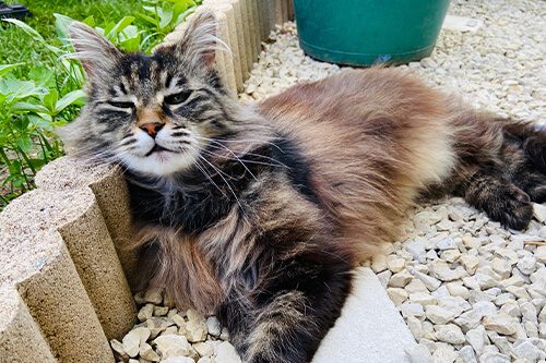 cat laying on ground 