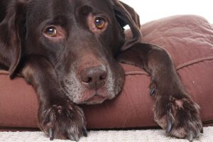 dog laying on bed